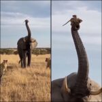 Jumbo l’elefante protegge i suricati dai leoni sollevandoli con la proboscide