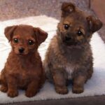 Cucciolo aspetta davanti a un negozio, poi torna con altri due cani e trova casa