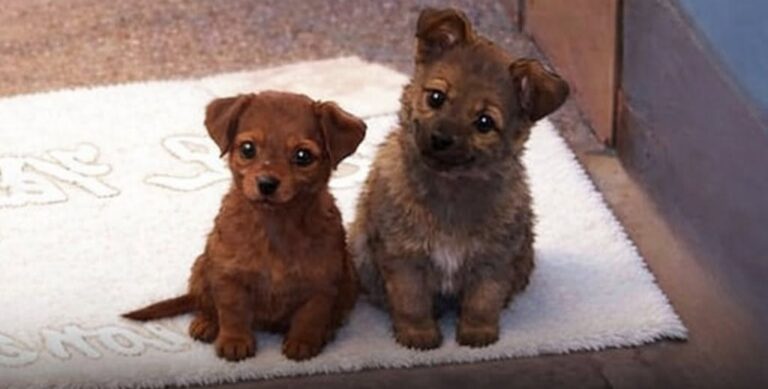 Cucciolo aspetta davanti a un negozio, poi torna con altri due cani e trova casa Un negoziante ha prima offerto cibo e acqua a un cucciolo solo, poi ha deciso di accogliere anche i suoi due compagni. All’inizio era solo. Un cucciolo si era seduto davanti a un negozio, in silenzio, senza abbaiare né cercare di entrare. Restava lì, fermo sul terreno freddo, come se stesse aspettando qualcuno o qualcosa. Il proprietario del locale lo ha notato dopo alcune ore. Quel piccolo cane non dava fastidio, non chiedeva nulla, ma la sua presenza era impossibile da ignorare. Così l’uomo ha deciso di avvicinarsi e offrirgli cibo e acqua. Il cucciolo davanti al negozio Quel primo gesto sembrava destinato a restare un episodio isolato. Un animale affamato, una persona disposta ad aiutarlo, un po’ di attenzione in una giornata qualunque. Ma il giorno successivo il cucciolo è tornato. Questa volta, però, non era solo. Con lui c’erano altri due cani. I tre si sono seduti davanti al negozio con lo stesso atteggiamento paziente, senza agitarsi e senza pretendere nulla. Aspettavano semplicemente, come se avessero capito che in quel posto qualcuno li avrebbe guardati con gentilezza. La scena ha colpito il proprietario. Davanti a quei tre animali fermi e silenziosi, ha compreso che non si trattava soltanto di un cucciolo affamato passato per caso. C’era un bisogno più grande: tre cani soli, in cerca di protezione. La scelta del negoziante Dopo averli osservati, l’uomo ha deciso di non lasciarli lì. Quella sera ha portato a casa tutti e tre i cani, trasformando un incontro nato davanti a un negozio in una nuova possibilità per loro. Non c’è stato nulla di eclatante. Nessuna scena costruita, nessun gesto plateale. Solo un piccolo gruppo di animali che ha aspettato con fiducia e una persona che ha scelto di rispondere. A volte la cura nasce proprio così, da una presenza silenziosa che chiede attenzione senza fare rumore. Quel cucciolo era arrivato per primo. Il giorno dopo è tornato con i suoi compagni, come se avesse trovato il posto giusto. E il proprietario del negozio, davanti a quella pazienza, ha fatto la scelta più semplice e importante: non voltarsi dall’altra parte.