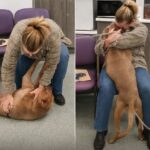 Kano ritrova la sua famiglia dopo anni: il cane riconosciuto online grazie a una foto