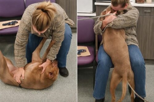 Il cane era stato chiamato Skillet in rifugio, ma una donna lo ha riconosciuto come Kano e lo ha riportato a casa.