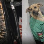 Cucciolo aspetta davanti a un negozio, poi torna con altri due cani e trova casa