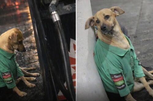 Un negoziante ha prima offerto cibo e acqua a un cucciolo solo, poi ha deciso di accogliere anche i suoi due compagni.