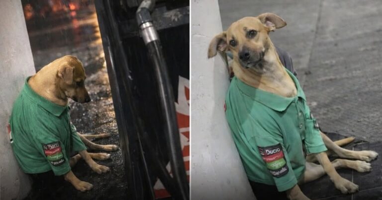 Un negoziante ha prima offerto cibo e acqua a un cucciolo solo, poi ha deciso di accogliere anche i suoi due compagni.