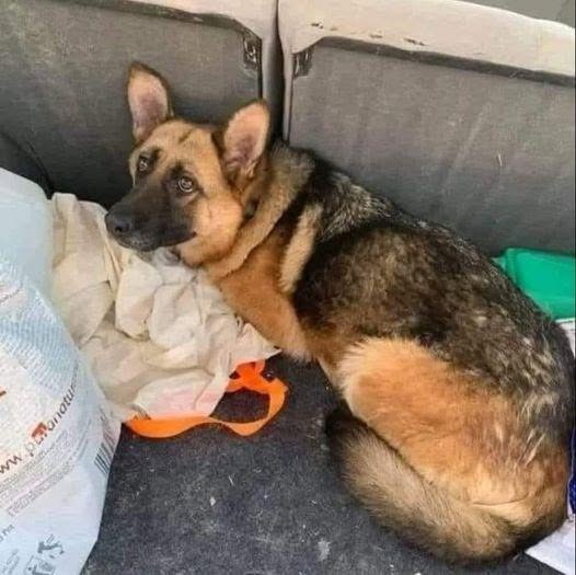 Un cucciolo abbandonato è stato trovato legato con una borsa contenente le sue cose: una donna ha deciso di accoglierlo subito.