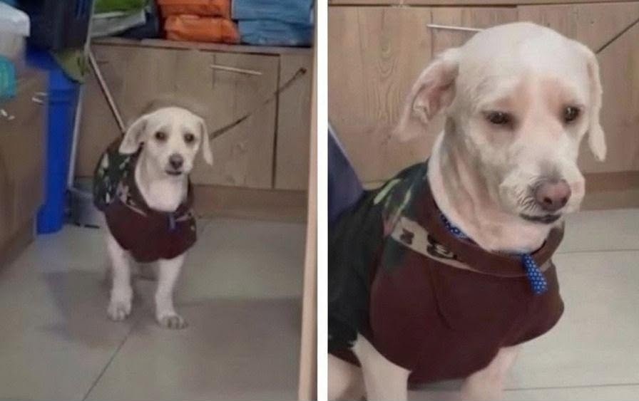 Un cane portato in salone per bagno e tosatura è stato abbandonato dal proprietario, che aveva promesso di riprenderlo più tardi.