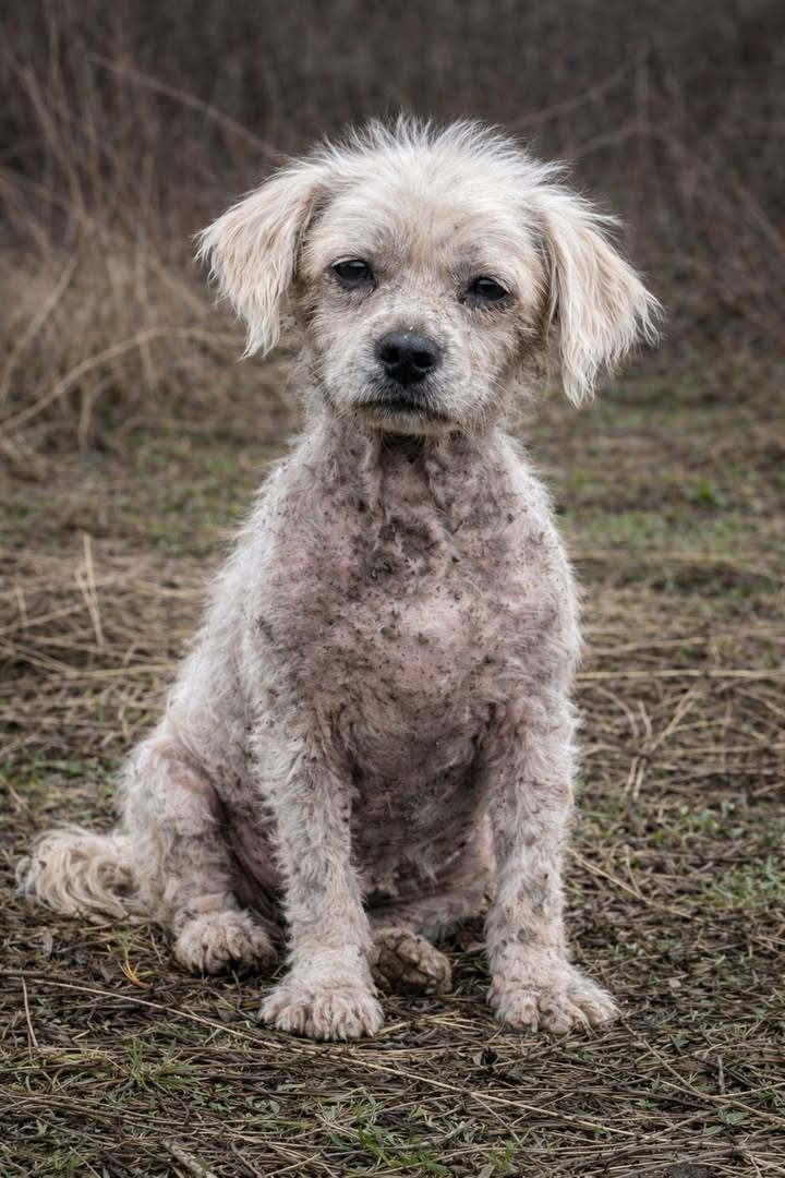 Un cane anziano, segnato dal tempo e dalla malattia, è stato abbandonato lungo una strada e salvato da un volontario.