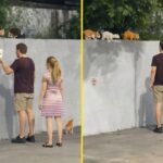Coppia porta cibo ai gatti randagi ogni giorno: un gesto silenzioso che li tiene in vita