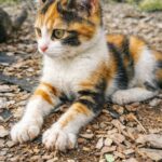 Famiglia restituisce il gattino dopo due mesi: “Non è compatibile con il nostro stile di vita”