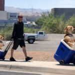 Arizona, ragazzo mette il cane in un frigo portatile per proteggergli le zampe dall’asfalto caldo