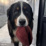 Dolomiti, cane scende per 6,8 chilometri e guida i soccorsi dal padrone ferito