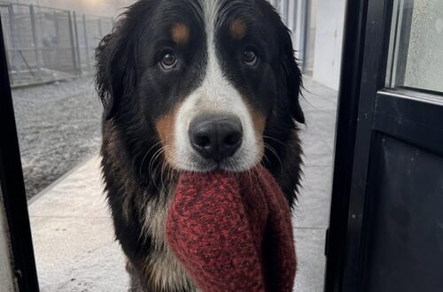 Dolomiti, cane scende per 6,8 chilometri e guida i soccorsi dal padrone ferito Tramontana, Bovaro del Bernese, ha raggiunto il rifugio Auronzo con il berretto del padrone caduto in montagna. Alle 7:12 di lunedì mattina, davanti al rifugio Auronzo, nelle Dolomiti, è comparso un Bovaro del Bernese completamente bagnato, con le zampe sporche di fango e un berretto rosso stretto tra i denti. Il cane, Tramontana, non cercava riparo. Abbaiava verso la montagna e continuava a fare qualche passo indietro, come se volesse farsi seguire. Il suo padrone, un pastore impegnato nella transumanza di primavera, si trovava 6,8 chilometri più in alto, alla Forcella di Lavaredo, a 2.280 metri di altitudine. Era caduto alle 5:17, riportando una frattura esposta alla caviglia. La nebbia rendeva difficile orientarsi e in quel punto non c’era segnale telefonico. Tramontana arriva al rifugio Auronzo con il berretto rosso A rendersi conto che non si trattava di un cane smarrito è stato il personale del rifugio Auronzo, appena aperto per la giornata. Tramontana, 42 chili di peso, respirava con fatica dopo la lunga discesa, ma non si fermava. Teneva in bocca un berretto di lana rosso, non come un gioco, ma come un oggetto da consegnare. Il cane abbaiava, si voltava verso il sentiero e poi tornava a guardare gli uomini del rifugio. Un comportamento insistente, incompatibile con quello di un animale semplicemente disorientato. Da lì la decisione di seguirlo, portando con sé una radio e il necessario per avvisare i soccorsi. Durante il tragitto, Tramontana ha guidato il piccolo gruppo lungo il sentiero. Avanzava nella nebbia, si fermava quando gli altri rallentavano e poi ripartiva. Conosceva la strada e sembrava tornare indietro solo per controllare che gli uomini fossero ancora dietro di lui. Il pastore ferito alla Forcella di Lavaredo Il pastore è stato trovato disteso contro una roccia, pallido e impossibilitato a camminare. La caduta gli aveva provocato una grave lesione alla caviglia e, senza telefono, non avrebbe potuto chiedere aiuto. In quelle condizioni, il tempo trascorso in quota e la nebbia avrebbero potuto complicare ulteriormente la situazione. Appena raggiunto il padrone, Tramontana si è sdraiato accanto a lui e ha appoggiato la testa sul suo petto. Il cane, dopo aver percorso da solo quasi sette chilometri fino al rifugio, era tornato nel punto esatto in cui l’uomo era rimasto bloccato. Il berretto rosso portato fino al rifugio è stato poi conservato dietro il bancone, accanto al libro di bordo. Sull’etichetta è stata annotata una frase: “Tramontana, 6 aprile 2026, 6:47.” Un dettaglio semplice, rimasto come memoria di una mattina in cui un cane ha attraversato la nebbia per chiedere aiuto, guidando i soccorritori fino al padrone ferito in montagna.