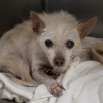 Padova, cane smette di mangiare mentre la padrona è in coma: salvato dal suo odore