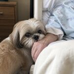 Shih Tzu separato dall’anziana padrona per il regolamento della RSA, entrambi smettono di mangiare