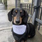 Bologna, Bassotto abbandonato davanti alla scuola con un modulo di assenza nella pettorina