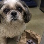 Shih Tzu anziano lasciato davanti al canile con undici oggetti nel sacchetto