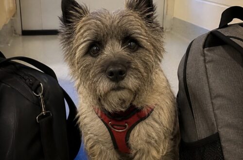 Nina lasciata in rifugio con due borse e la pettorina ancora addosso Nina, Cairn Terrier di sette anni, è rimasta nell’ingresso del rifugio ad aspettare chi l’aveva appena lasciata. Quando le luci dell’accoglienza stavano per essere spente, Nina era ancora seduta tra due borse, con la pettorina rossa allacciata e una piccola campanella ormai quasi muta. Sul bancone c’erano i documenti appena firmati. Due firme, due grafie diverse, e al centro dell’ingresso una Cairn Terrier di sette anni che continuava a guardare la porta. Non fissava i box e non cercava il personale. Restava immobile, con le orecchie attente a ogni rumore proveniente dall’esterno. Il passaggio di un’auto, una voce lontana, il cigolio del cancello: a ogni suono il corpo di Nina sembrava trattenere l’attesa. La campanella sulla pettorina si muoveva appena, come se ogni tintinnio potesse annunciare un ritorno. Nina lasciata con la pettorina rossa Nelle due borse appoggiate nell’ingresso c’erano gli oggetti portati insieme a lei: un guinzaglio consumato, una ciotola in acciaio, una coperta con peli chiari rimasti nelle cuciture. Tutto era stato sistemato con ordine, quasi a voler consegnare al rifugio non solo il cane, ma anche una parte della sua vita precedente. Per Nina, però, quei gesti non avevano il significato che gli adulti attribuiscono ai documenti e alle firme. La pettorina era quella della passeggiata, quella che si indossa per uscire e poi tornare a casa. Per questo continuava a restare orientata verso l’ingresso, cercando ancora la mano che fino a poco prima reggeva il suo guinzaglio. L’operatrice si è accovacciata accanto a lei senza forzare il contatto. Nina l’ha guardata per un istante, poi ha riportato gli occhi verso la porta. Non rifiutava la presenza di chi era rimasto. Semplicemente non riusciva ancora a spostare la propria attenzione da chi se n’era andato. Le borse nell’ingresso e la prima notte Dopo qualche minuto, la donna ha avvicinato una mano. Nina ha respirato più forte, ha mosso appena il muso e poi ha abbassato la testa verso il polso dell’operatrice. La campanella ha suonato una sola volta, nel silenzio dell’ingresso quasi buio. A quel punto la pettorina rossa è stata slacciata con calma. Non un gesto per cancellare il passato, ma per togliere al cane quell’indumento legato all’idea della partenza. Nina non si è allontanata. Ha chiuso gli occhi mentre la cinghia scivolava via dalle spalle. Le è stata portata una coperta pulita. L’ha annusata, ma è tornata vicino alle due borse, come se non fosse ancora pronta a scegliere tra ciò che conosceva e ciò che stava iniziando ad accoglierla. L’operatrice si è seduta per terra accanto a lei e le luci dell’accoglienza sono rimaste accese più a lungo. Solo dopo un po’ Nina ha appoggiato il mento sulla scarpa della donna. Non con tutto il peso, ma abbastanza da cercare un punto fermo. Davanti alla porta che continuava a non restituire nessuno, quella sera non è rimasta da sola.