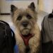 Nina lasciata in rifugio con due borse e la pettorina ancora addosso Nina, Cairn Terrier di sette anni, è rimasta nell’ingresso del rifugio ad aspettare chi l’aveva appena lasciata. Quando le luci dell’accoglienza stavano per essere spente, Nina era ancora seduta tra due borse, con la pettorina rossa allacciata e una piccola campanella ormai quasi muta. Sul bancone c’erano i documenti appena firmati. Due firme, due grafie diverse, e al centro dell’ingresso una Cairn Terrier di sette anni che continuava a guardare la porta. Non fissava i box e non cercava il personale. Restava immobile, con le orecchie attente a ogni rumore proveniente dall’esterno. Il passaggio di un’auto, una voce lontana, il cigolio del cancello: a ogni suono il corpo di Nina sembrava trattenere l’attesa. La campanella sulla pettorina si muoveva appena, come se ogni tintinnio potesse annunciare un ritorno. Nina lasciata con la pettorina rossa Nelle due borse appoggiate nell’ingresso c’erano gli oggetti portati insieme a lei: un guinzaglio consumato, una ciotola in acciaio, una coperta con peli chiari rimasti nelle cuciture. Tutto era stato sistemato con ordine, quasi a voler consegnare al rifugio non solo il cane, ma anche una parte della sua vita precedente. Per Nina, però, quei gesti non avevano il significato che gli adulti attribuiscono ai documenti e alle firme. La pettorina era quella della passeggiata, quella che si indossa per uscire e poi tornare a casa. Per questo continuava a restare orientata verso l’ingresso, cercando ancora la mano che fino a poco prima reggeva il suo guinzaglio. L’operatrice si è accovacciata accanto a lei senza forzare il contatto. Nina l’ha guardata per un istante, poi ha riportato gli occhi verso la porta. Non rifiutava la presenza di chi era rimasto. Semplicemente non riusciva ancora a spostare la propria attenzione da chi se n’era andato. Le borse nell’ingresso e la prima notte Dopo qualche minuto, la donna ha avvicinato una mano. Nina ha respirato più forte, ha mosso appena il muso e poi ha abbassato la testa verso il polso dell’operatrice. La campanella ha suonato una sola volta, nel silenzio dell’ingresso quasi buio. A quel punto la pettorina rossa è stata slacciata con calma. Non un gesto per cancellare il passato, ma per togliere al cane quell’indumento legato all’idea della partenza. Nina non si è allontanata. Ha chiuso gli occhi mentre la cinghia scivolava via dalle spalle. Le è stata portata una coperta pulita. L’ha annusata, ma è tornata vicino alle due borse, come se non fosse ancora pronta a scegliere tra ciò che conosceva e ciò che stava iniziando ad accoglierla. L’operatrice si è seduta per terra accanto a lei e le luci dell’accoglienza sono rimaste accese più a lungo. Solo dopo un po’ Nina ha appoggiato il mento sulla scarpa della donna. Non con tutto il peso, ma abbastanza da cercare un punto fermo. Davanti alla porta che continuava a non restituire nessuno, quella sera non è rimasta da sola.
