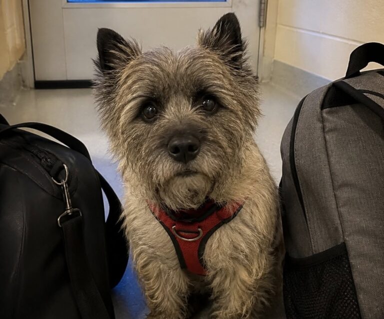 Nina lasciata in rifugio con due borse e la pettorina ancora addosso Nina, Cairn Terrier di sette anni, è rimasta nell’ingresso del rifugio ad aspettare chi l’aveva appena lasciata. Quando le luci dell’accoglienza stavano per essere spente, Nina era ancora seduta tra due borse, con la pettorina rossa allacciata e una piccola campanella ormai quasi muta. Sul bancone c’erano i documenti appena firmati. Due firme, due grafie diverse, e al centro dell’ingresso una Cairn Terrier di sette anni che continuava a guardare la porta. Non fissava i box e non cercava il personale. Restava immobile, con le orecchie attente a ogni rumore proveniente dall’esterno. Il passaggio di un’auto, una voce lontana, il cigolio del cancello: a ogni suono il corpo di Nina sembrava trattenere l’attesa. La campanella sulla pettorina si muoveva appena, come se ogni tintinnio potesse annunciare un ritorno. Nina lasciata con la pettorina rossa Nelle due borse appoggiate nell’ingresso c’erano gli oggetti portati insieme a lei: un guinzaglio consumato, una ciotola in acciaio, una coperta con peli chiari rimasti nelle cuciture. Tutto era stato sistemato con ordine, quasi a voler consegnare al rifugio non solo il cane, ma anche una parte della sua vita precedente. Per Nina, però, quei gesti non avevano il significato che gli adulti attribuiscono ai documenti e alle firme. La pettorina era quella della passeggiata, quella che si indossa per uscire e poi tornare a casa. Per questo continuava a restare orientata verso l’ingresso, cercando ancora la mano che fino a poco prima reggeva il suo guinzaglio. L’operatrice si è accovacciata accanto a lei senza forzare il contatto. Nina l’ha guardata per un istante, poi ha riportato gli occhi verso la porta. Non rifiutava la presenza di chi era rimasto. Semplicemente non riusciva ancora a spostare la propria attenzione da chi se n’era andato. Le borse nell’ingresso e la prima notte Dopo qualche minuto, la donna ha avvicinato una mano. Nina ha respirato più forte, ha mosso appena il muso e poi ha abbassato la testa verso il polso dell’operatrice. La campanella ha suonato una sola volta, nel silenzio dell’ingresso quasi buio. A quel punto la pettorina rossa è stata slacciata con calma. Non un gesto per cancellare il passato, ma per togliere al cane quell’indumento legato all’idea della partenza. Nina non si è allontanata. Ha chiuso gli occhi mentre la cinghia scivolava via dalle spalle. Le è stata portata una coperta pulita. L’ha annusata, ma è tornata vicino alle due borse, come se non fosse ancora pronta a scegliere tra ciò che conosceva e ciò che stava iniziando ad accoglierla. L’operatrice si è seduta per terra accanto a lei e le luci dell’accoglienza sono rimaste accese più a lungo. Solo dopo un po’ Nina ha appoggiato il mento sulla scarpa della donna. Non con tutto il peso, ma abbastanza da cercare un punto fermo. Davanti alla porta che continuava a non restituire nessuno, quella sera non è rimasta da sola.