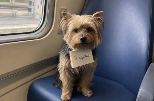 Yorkshire lasciato sul treno Milano-Como, il biglietto in romancio: “Ti aspetterò” Spaghetto, Yorkshire trovato su un regionale Milano-Como, era legato al portabagagli con un messaggio scritto in romancio. Era nella carrozza 4, seduto su un posto vuoto, con il guinzaglio fissato al portabagagli. Un piccolo Yorkshire Terrier maschio, solo, immobile, con lo sguardo puntato verso la porta del vagone. A trovarlo è stato un controllore di Trenord durante il servizio sul regionale Milano-Como. In un primo momento sembrava possibile che il proprietario si fosse allontanato per pochi minuti. Il treno, però, ha continuato la corsa e nessuno è tornato a cercarlo. Sotto il collare del cane c’era una busta piegata, infilata con cura. Dentro, poche righe scritte in una lingua che il personale ferroviario non è riuscito subito a riconoscere. La traduzione è arrivata poco dopo grazie a una ferroviera di Bergamo. Era romancio, lingua minoritaria parlata in Svizzera. Il messaggio diceva: «Torno nel mio Paese. Il mio Paese non lo vuole. Ti aspetterò.» Spaghetto trovato solo sul regionale Milano-Como Il cane è stato ribattezzato Spaghetto dal controllore che lo ha preso in braccio. Era piccolo, sottile, spaventato, ma non agitato. Non abbaiava, non cercava di liberarsi. Restava fermo, con le zampe raccolte sotto il corpo, mentre il convoglio proseguiva il viaggio verso Como. Il controllore ha portato l’animale nel locale del personale e ha fotografato il biglietto, chiedendo aiuto ai colleghi per identificarne la lingua. Dopo pochi minuti è arrivata la risposta da Bergamo: quelle righe erano in romancio. La traduzione ha dato un senso diverso al ritrovamento, trasformando un apparente smarrimento in un abbandono legato al rientro del proprietario nel proprio Paese. La frase finale, «Ti aspetterò», ha reso ancora più evidente la contraddizione del gesto: il cane era stato lasciato sul treno, ma il messaggio sembrava rivolgersi proprio a lui, come se l’attesa potesse giustificare quella separazione. Il biglietto tradotto e la scelta del controllore Dopo il ritrovamento, Spaghetto è rimasto per alcune ore con il personale ferroviario. Il guinzaglio, ancora agganciato alla borsa del controllore, è diventato il primo segno di una nuova protezione. Terminato il turno, l’uomo ha deciso di portarlo a casa con sé. La prima sera il cane non ha mangiato subito. Ha girato più volte vicino alla porta d’ingresso, poi si è sdraiato accanto alle scarpe del controllore, appoggiando il muso sul berretto di servizio. Un comportamento che ha confermato quanto fosse ancora disorientato da ciò che era accaduto nella carrozza 4. Il biglietto originale è stato poi plastificato e conservato nel locale dei controllori della stazione di Como, con la traduzione spillata accanto. Non come accusa pubblica, ma come memoria di un episodio che il personale ferroviario non ha dimenticato. Spaghetto era stato lasciato tra due città, due lingue e una decisione presa da altri. Quel giorno, però, il suo viaggio non è finito da solo.