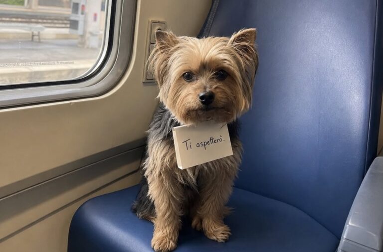 Yorkshire lasciato sul treno Milano-Como, il biglietto in romancio: “Ti aspetterò” Spaghetto, Yorkshire trovato su un regionale Milano-Como, era legato al portabagagli con un messaggio scritto in romancio. Era nella carrozza 4, seduto su un posto vuoto, con il guinzaglio fissato al portabagagli. Un piccolo Yorkshire Terrier maschio, solo, immobile, con lo sguardo puntato verso la porta del vagone. A trovarlo è stato un controllore di Trenord durante il servizio sul regionale Milano-Como. In un primo momento sembrava possibile che il proprietario si fosse allontanato per pochi minuti. Il treno, però, ha continuato la corsa e nessuno è tornato a cercarlo. Sotto il collare del cane c’era una busta piegata, infilata con cura. Dentro, poche righe scritte in una lingua che il personale ferroviario non è riuscito subito a riconoscere. La traduzione è arrivata poco dopo grazie a una ferroviera di Bergamo. Era romancio, lingua minoritaria parlata in Svizzera. Il messaggio diceva: «Torno nel mio Paese. Il mio Paese non lo vuole. Ti aspetterò.» Spaghetto trovato solo sul regionale Milano-Como Il cane è stato ribattezzato Spaghetto dal controllore che lo ha preso in braccio. Era piccolo, sottile, spaventato, ma non agitato. Non abbaiava, non cercava di liberarsi. Restava fermo, con le zampe raccolte sotto il corpo, mentre il convoglio proseguiva il viaggio verso Como. Il controllore ha portato l’animale nel locale del personale e ha fotografato il biglietto, chiedendo aiuto ai colleghi per identificarne la lingua. Dopo pochi minuti è arrivata la risposta da Bergamo: quelle righe erano in romancio. La traduzione ha dato un senso diverso al ritrovamento, trasformando un apparente smarrimento in un abbandono legato al rientro del proprietario nel proprio Paese. La frase finale, «Ti aspetterò», ha reso ancora più evidente la contraddizione del gesto: il cane era stato lasciato sul treno, ma il messaggio sembrava rivolgersi proprio a lui, come se l’attesa potesse giustificare quella separazione. Il biglietto tradotto e la scelta del controllore Dopo il ritrovamento, Spaghetto è rimasto per alcune ore con il personale ferroviario. Il guinzaglio, ancora agganciato alla borsa del controllore, è diventato il primo segno di una nuova protezione. Terminato il turno, l’uomo ha deciso di portarlo a casa con sé. La prima sera il cane non ha mangiato subito. Ha girato più volte vicino alla porta d’ingresso, poi si è sdraiato accanto alle scarpe del controllore, appoggiando il muso sul berretto di servizio. Un comportamento che ha confermato quanto fosse ancora disorientato da ciò che era accaduto nella carrozza 4. Il biglietto originale è stato poi plastificato e conservato nel locale dei controllori della stazione di Como, con la traduzione spillata accanto. Non come accusa pubblica, ma come memoria di un episodio che il personale ferroviario non ha dimenticato. Spaghetto era stato lasciato tra due città, due lingue e una decisione presa da altri. Quel giorno, però, il suo viaggio non è finito da solo.