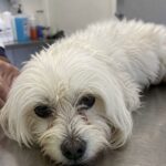 Sentono grattare da un’auto: nel bagagliaio c’è una cagnolina allo stremo, il veterinario nega la restituzione alla proprietaria