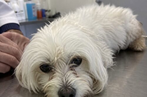Bottega, una bichon havanese, è stata trovata nel bagagliaio di un’auto a Milano: decisivo l’intervento di vigilanza, carabinieri e veterinario.