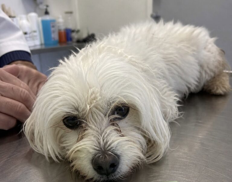 Bottega, una bichon havanese, è stata trovata nel bagagliaio di un’auto a Milano: decisivo l’intervento di vigilanza, carabinieri e veterinario.