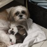Rosie partorisce nascosta nella lavanderia della clinica: trovata con il primo cucciolo