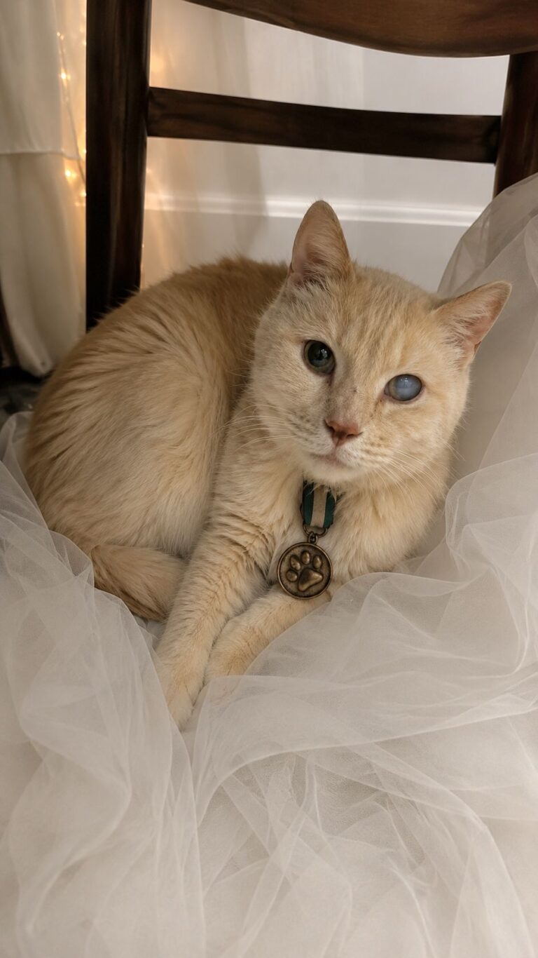 Il gatto Vermeil, quindici anni, ha partecipato al matrimonio restando accanto alla nonna della sposa e alla sua famiglia.