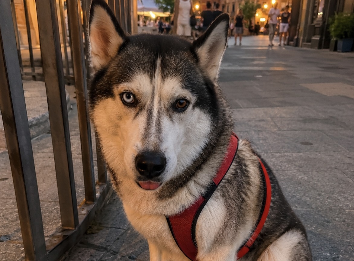 Un husky è stato lasciato senza acqua e senza riparo accanto a una giostra smontata, mentre il localizzatore risultava ancora attivo.