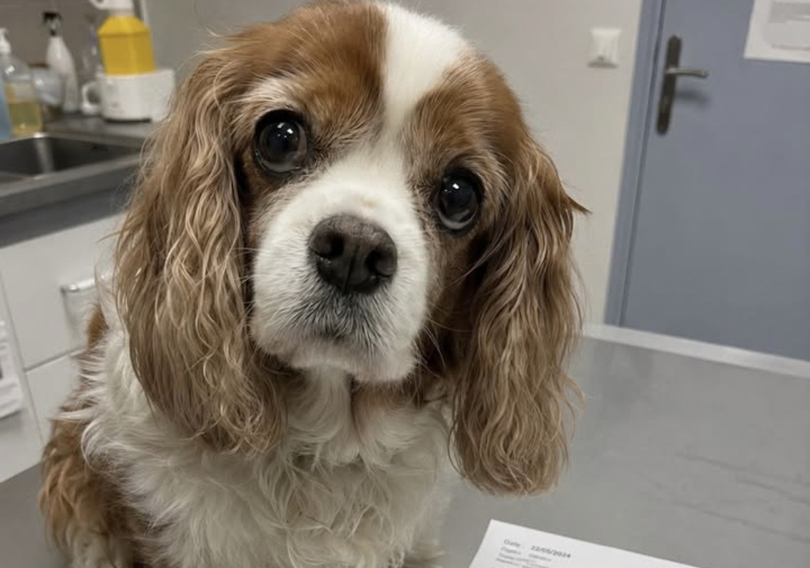 Una cagnolina sana di dieci anni doveva essere soppressa per un regolamento interno, ma la clinica ha rifiutato la richiesta.