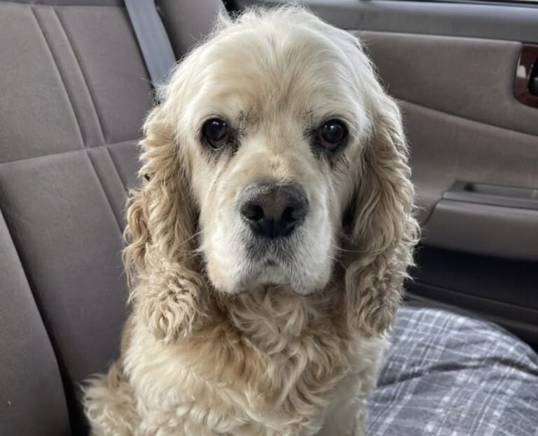 Un cocker anziano è rimasto tre giorni nello stesso posto auto, aspettando chi lo aveva lasciato senza collare.