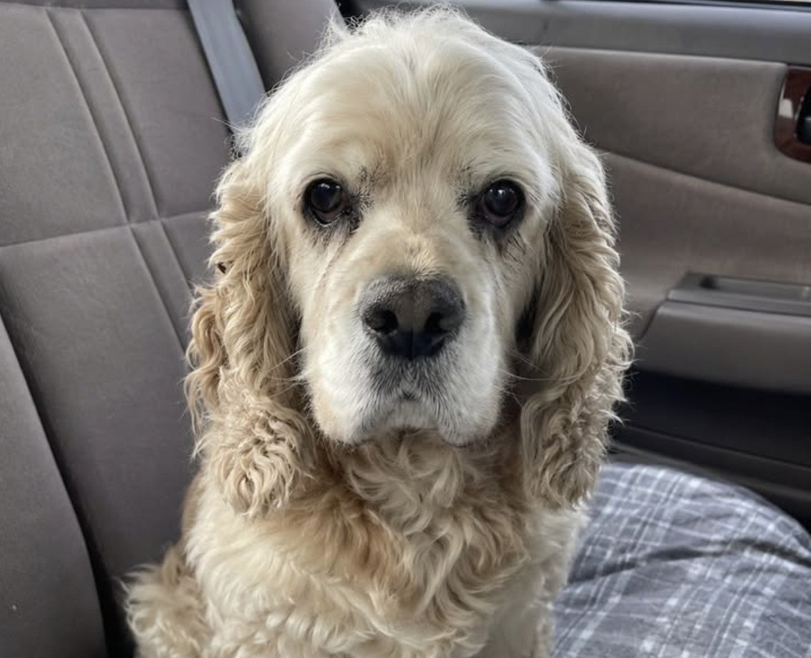 Un cocker anziano è rimasto tre giorni nello stesso posto auto, aspettando chi lo aveva lasciato senza collare.