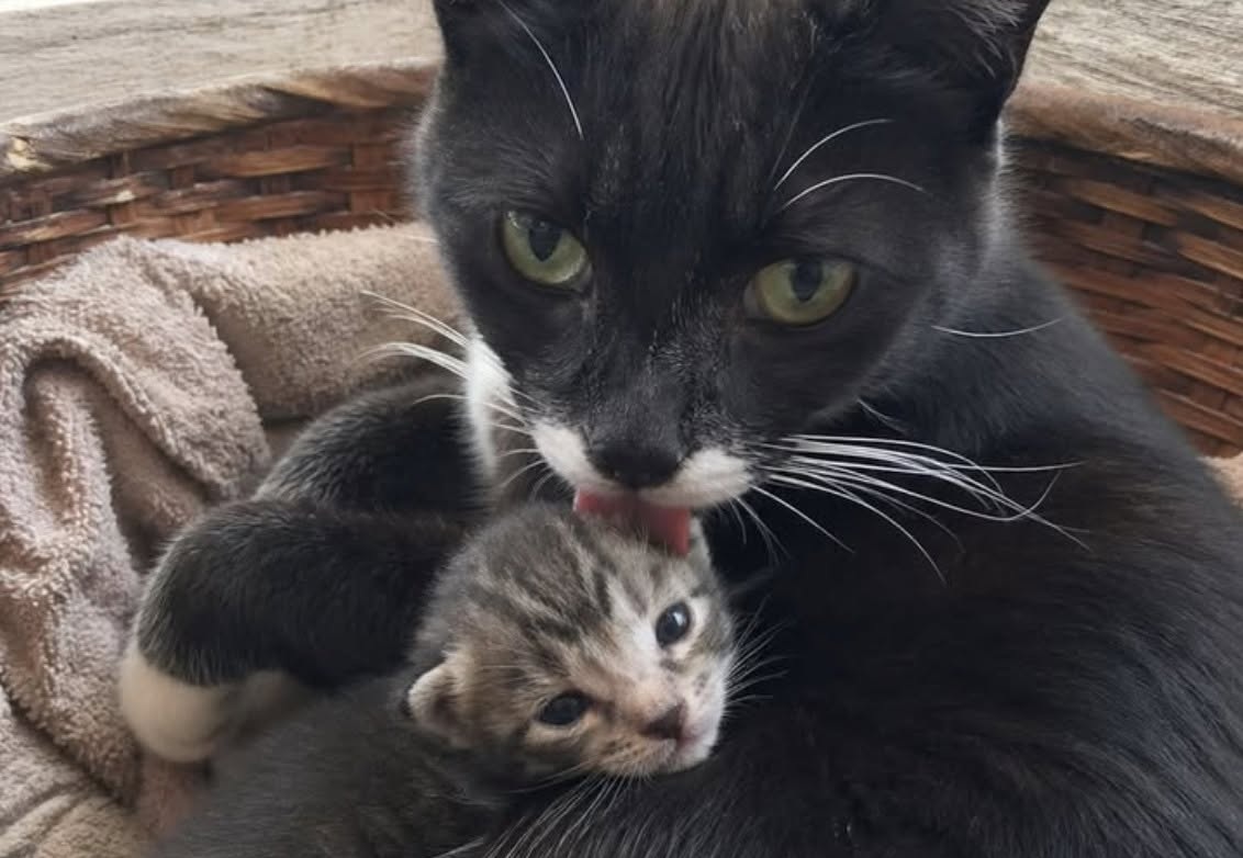 Coco, gatta di 11 anni sterilizzata da tempo, ha accolto un cucciolo trovato solo e infreddolito dietro alcuni vasi.