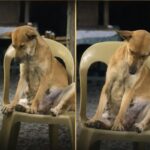Cane resta accanto alla bara della padrona durante il funerale