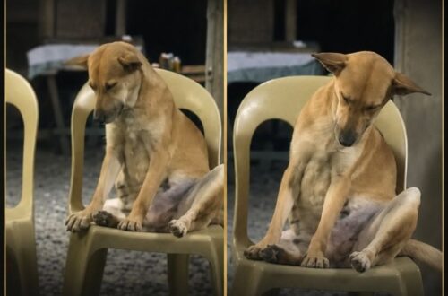 Cane resta accanto alla bara della padrona durante il funerale Durante l’ultimo saluto alla sua padrona, un cane è rimasto seduto vicino al feretro, visibilmente stanco ma immobile al suo posto. È rimasto lì, su una sedia, accanto alla bara della donna che si era presa cura di lui. Intorno, il silenzio del funerale e le persone raccolte per l’ultimo saluto. Lui, però, sembrava concentrato solo su quella presenza ormai immobile, come se non volesse allontanarsi nemmeno per un momento. La scena ha mostrato un cane seduto vicino al feretro della sua padrona, in un atteggiamento composto e insieme doloroso. Non correva, non si agitava, non cercava attenzione. Restava semplicemente accanto a lei, con la testa che a tratti si abbassava e gli occhi che si chiudevano per la stanchezza. Il cane accanto alla bara della padrona A colpire chi ha visto quelle immagini è stato soprattutto il comportamento dell’animale. Il cane appariva provato, quasi vinto dal sonno, come se fosse rimasto sveglio a lungo. Il corpo sembrava pesante, la testa faticava a restare sollevata, ma nonostante tutto non lasciava la sedia. Non cercava un posto più comodo e non si allontanava dal feretro. Rimaneva vicino alla donna, mantenendo quella posizione con una naturalezza che ha reso la scena ancora più intensa. Un gesto semplice, privo di qualsiasi costruzione, ma capace di raccontare un rapporto profondo. Per chi vive con un animale, quel comportamento è facilmente riconoscibile. I cani costruiscono legami quotidiani fatti di abitudini, presenza, voce, odori e vicinanza. Quando quella figura viene a mancare, possono percepire il cambiamento e reagire con smarrimento, attesa o bisogno di restare nei luoghi in cui sentono ancora qualcosa di familiare. La fedeltà nel momento dell’addio Non è possibile sapere cosa il cane comprendesse davvero di quel momento. Gli animali non elaborano la morte come gli esseri umani, ma avvertono l’assenza e il dolore che li circonda. Capiscono che qualcosa è cambiato, soprattutto quando a mancare è la persona che li ha accuditi per anni. In quel funerale, il cane non stava compiendo un gesto eccezionale secondo la sua prospettiva. Stava facendo ciò che probabilmente aveva sempre fatto: restare vicino alla sua padrona. La differenza era il contesto, l’ultimo saluto, quella sedia accanto alla bara e la fatica evidente di un animale che sembrava non voler cedere. La sua presenza ha dato forma a un sentimento difficile da spiegare. C’erano gratitudine, abitudine, attaccamento e quella fedeltà silenziosa che spesso rende il rapporto tra una persona e il proprio cane qualcosa di profondamente concreto. Un legame costruito negli anni Chi si prende cura di un cane entra nella sua vita attraverso gesti ripetuti ogni giorno: il cibo, le passeggiate, le carezze, la voce, la sicurezza di una casa. Nel tempo, tutto questo diventa riferimento. Per questo la separazione può lasciare un vuoto percepibile anche dagli animali. Quel cane, seduto accanto alla bara, sembrava voler accompagnare la sua padrona fino all’ultimo istante possibile. La stanchezza non lo ha spinto ad andarsene. Il dolore intorno a lui non lo ha fatto muovere. È rimasto al suo posto, vicino alla persona che aveva amato. In quella scena non servivano parole. Bastava la sua presenza, ferma e silenziosa, per raccontare quanto possa essere forte il legame tra un animale e chi lo ha accolto nella propria vita.