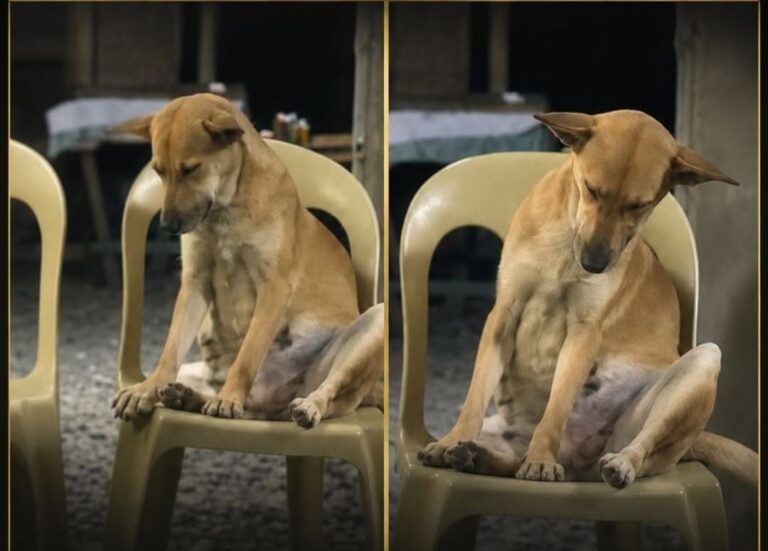 Cane resta accanto alla bara della padrona durante il funerale Durante l’ultimo saluto alla sua padrona, un cane è rimasto seduto vicino al feretro, visibilmente stanco ma immobile al suo posto. È rimasto lì, su una sedia, accanto alla bara della donna che si era presa cura di lui. Intorno, il silenzio del funerale e le persone raccolte per l’ultimo saluto. Lui, però, sembrava concentrato solo su quella presenza ormai immobile, come se non volesse allontanarsi nemmeno per un momento. La scena ha mostrato un cane seduto vicino al feretro della sua padrona, in un atteggiamento composto e insieme doloroso. Non correva, non si agitava, non cercava attenzione. Restava semplicemente accanto a lei, con la testa che a tratti si abbassava e gli occhi che si chiudevano per la stanchezza. Il cane accanto alla bara della padrona A colpire chi ha visto quelle immagini è stato soprattutto il comportamento dell’animale. Il cane appariva provato, quasi vinto dal sonno, come se fosse rimasto sveglio a lungo. Il corpo sembrava pesante, la testa faticava a restare sollevata, ma nonostante tutto non lasciava la sedia. Non cercava un posto più comodo e non si allontanava dal feretro. Rimaneva vicino alla donna, mantenendo quella posizione con una naturalezza che ha reso la scena ancora più intensa. Un gesto semplice, privo di qualsiasi costruzione, ma capace di raccontare un rapporto profondo. Per chi vive con un animale, quel comportamento è facilmente riconoscibile. I cani costruiscono legami quotidiani fatti di abitudini, presenza, voce, odori e vicinanza. Quando quella figura viene a mancare, possono percepire il cambiamento e reagire con smarrimento, attesa o bisogno di restare nei luoghi in cui sentono ancora qualcosa di familiare. La fedeltà nel momento dell’addio Non è possibile sapere cosa il cane comprendesse davvero di quel momento. Gli animali non elaborano la morte come gli esseri umani, ma avvertono l’assenza e il dolore che li circonda. Capiscono che qualcosa è cambiato, soprattutto quando a mancare è la persona che li ha accuditi per anni. In quel funerale, il cane non stava compiendo un gesto eccezionale secondo la sua prospettiva. Stava facendo ciò che probabilmente aveva sempre fatto: restare vicino alla sua padrona. La differenza era il contesto, l’ultimo saluto, quella sedia accanto alla bara e la fatica evidente di un animale che sembrava non voler cedere. La sua presenza ha dato forma a un sentimento difficile da spiegare. C’erano gratitudine, abitudine, attaccamento e quella fedeltà silenziosa che spesso rende il rapporto tra una persona e il proprio cane qualcosa di profondamente concreto. Un legame costruito negli anni Chi si prende cura di un cane entra nella sua vita attraverso gesti ripetuti ogni giorno: il cibo, le passeggiate, le carezze, la voce, la sicurezza di una casa. Nel tempo, tutto questo diventa riferimento. Per questo la separazione può lasciare un vuoto percepibile anche dagli animali. Quel cane, seduto accanto alla bara, sembrava voler accompagnare la sua padrona fino all’ultimo istante possibile. La stanchezza non lo ha spinto ad andarsene. Il dolore intorno a lui non lo ha fatto muovere. È rimasto al suo posto, vicino alla persona che aveva amato. In quella scena non servivano parole. Bastava la sua presenza, ferma e silenziosa, per raccontare quanto possa essere forte il legame tra un animale e chi lo ha accolto nella propria vita.