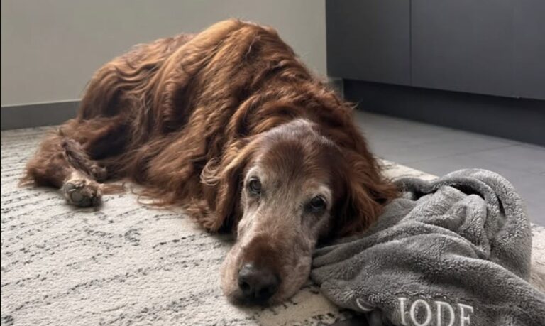 Il setter irlandese Iode si è spento nella sala visite appena inaugurata, dopo aver accompagnato per anni clienti e animali dell’ambulatorio.