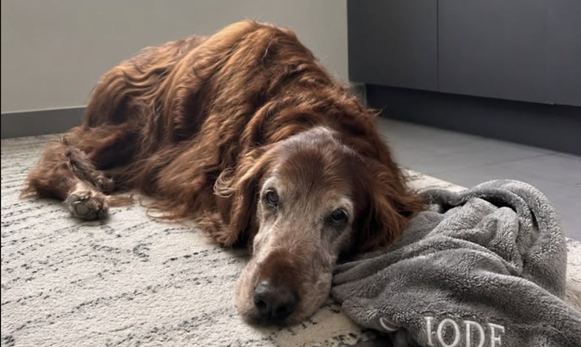Il setter irlandese Iode si è spento nella sala visite appena inaugurata, dopo aver accompagnato per anni clienti e animali dell’ambulatorio.