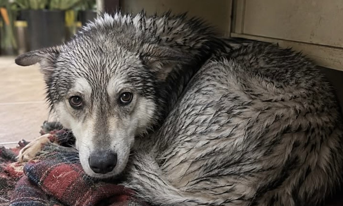 Una cagnolina che vive accanto al suo padrone senza casa è stata allontanata con un getto d’acqua davanti a una brasserie.