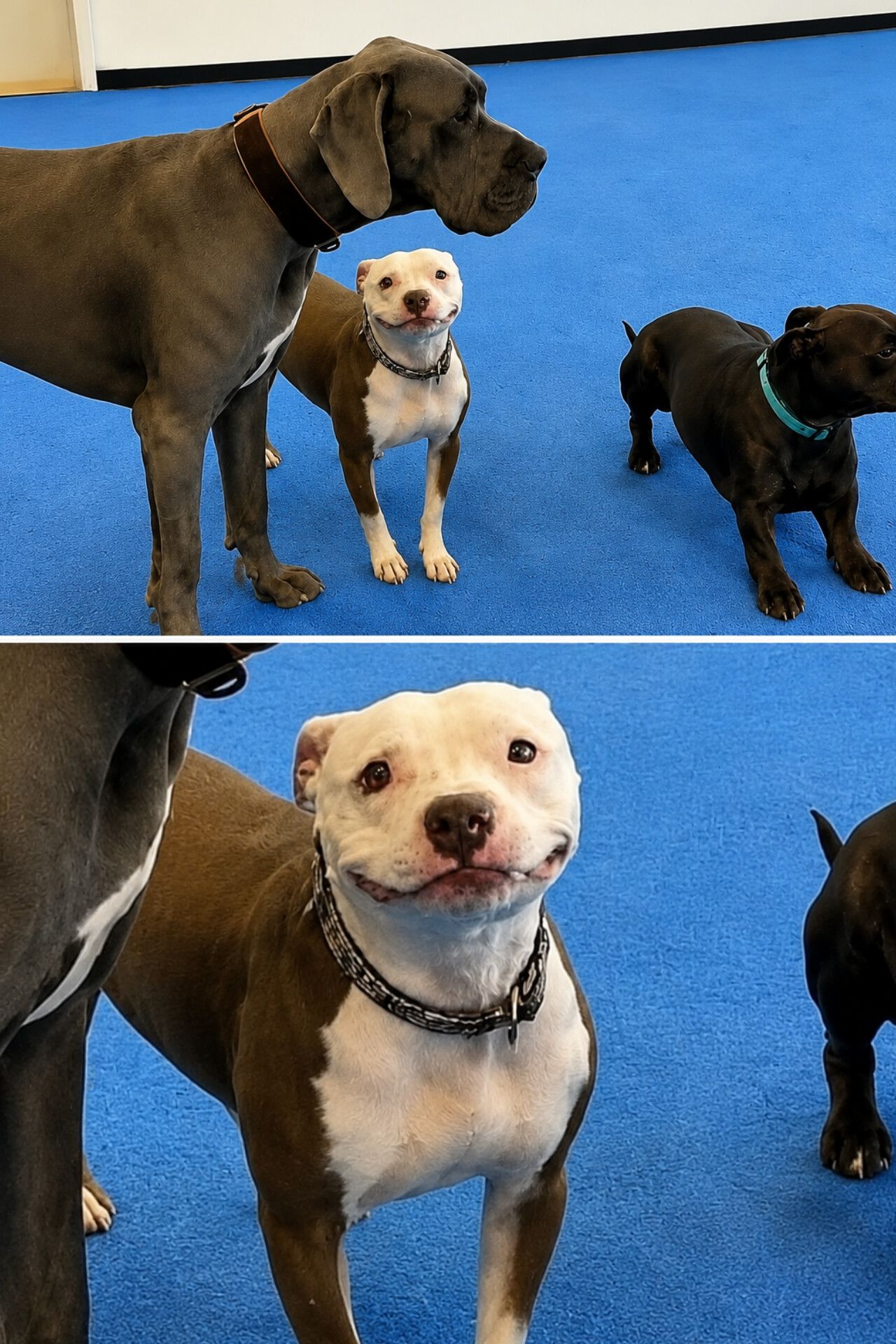 All’asilo per cani una cucciola ha passato l’intera giornata accanto a George, un grande Alano dal carattere paziente e dolce.