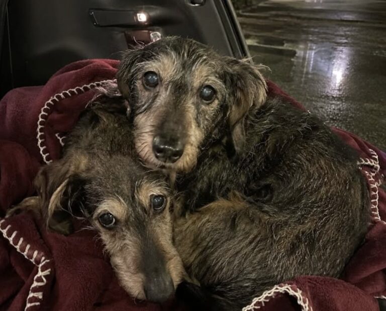 Separati dopo quattro anni nello stesso box, Câpre e Moutarde hanno smesso di mangiare e riposare finché non sono stati riuniti. L’adozione di Câpre sembrava finalmente una buona notizia. Dopo quattro anni trascorsi in rifugio, il bassotto a pelo duro di quattordici anni aveva lasciato il box martedì pomeriggio per raggiungere una nuova casa. Ma poche ore dopo, quella scelta ha mostrato una conseguenza che nessuno avrebbe dovuto ignorare: Moutarde, il compagno di tredici anni rimasto al rifugio, ha smesso di mangiare, di bere e si è sdraiato contro la rete, nel punto esatto da cui la gabbia di trasporto dell’altro cane era stata portata via. I due vivevano insieme da anni. Dormivano l’uno accanto all’altro, condividevano la stessa coperta e avevano imparato a superare la lunga permanenza in box restando sempre vicini. Separarli, anche con l’intenzione di offrire almeno a uno dei due una possibilità, si è rivelato un errore evidente già nella prima notte. Câpre e Moutarde, quattro anni nello stesso box del rifugio A raccontare la vicenda è il guardiano notturno del rifugio, in servizio da dodici anni. Nelle ore più silenziose conosce ogni rumore della struttura: le ciotole spostate, i sospiri dei cani anziani, i movimenti lenti di chi cambia posizione sulla coperta. Câpre e Moutarde erano tra quelli che non aveva bisogno di vedere per riconoscere. Erano due bassotti a pelo duro, anziani, testardi e legati da una convivenza lunga. Câpre, più grande di un anno, aveva uno sguardo diretto. Moutarde, invece, restava spesso mezzo passo indietro, non per timore, ma come se il suo ruolo fosse vegliare in silenzio sull’altro. La loro coperta in pile bordeaux raccontava meglio di qualsiasi scheda il legame tra i due. Sul tessuto si erano formate due conche vicine, due impronte precise, due posti scelti e ripetuti notte dopo notte. Era il loro spazio condiviso, una piccola forma di stabilità dentro una vita fatta di attese. La coperta tagliata in due e la separazione dopo l’adozione Il giorno dell’adozione, qualcuno ha pensato di dividere la coperta in due: una metà per Câpre, che partiva, e una metà per Moutarde, che restava nel box. Un gesto fatto probabilmente in buona fede, nella speranza che l’odore familiare bastasse a rendere meno brusca la separazione. Ma il guardiano ha capito subito che non sarebbe stato così. Dopo quattro anni vissuti insieme, non era una coperta tagliata a poter sostituire la presenza dell’altro cane. Non bastava portare via metà del tessuto quando ciò che teneva in piedi quei due animali era il corpo vicino, il respiro condiviso, la certezza di addormentarsi nello stesso punto. Quella sera Moutarde non ha chiamato, non ha graffiato la rete, non ha protestato. Ha fatto qualcosa di più difficile da guardare: si è sdraiato dove Câpre era sparito, con la ciotola piena e l’acqua intatta. Il suo corpo tremava appena, come se cercasse ancora accanto a sé il ritmo del compagno. Câpre rifiuta la nuova casa e cerca Moutarde per tutta la notte Alle due del mattino è arrivata la telefonata dell’adottante. Anche nella nuova casa, Câpre non riusciva a trovare pace. Girava in tondo, rifiutava la cuccia, non toccava la coperta tagliata e non accettava nemmeno il cibo offerto per calmarlo. Continuava a grattare la porta d’ingresso, poi tornava al centro del salotto, agitato e smarrito. Il guardiano, mentre ascoltava la voce preoccupata dell’uomo, ha guardato Moutarde dietro il vetro dell’ufficio. Il bassotto si era rialzato. Forse non aveva compreso la telefonata, ma aveva percepito il cambiamento, l’urgenza, quel movimento che in un rifugio gli animali imparano a leggere prima delle parole. A quel punto la decisione è stata immediata. L’adottante è stato invitato a tornare. Alle 3:10 il cancello del rifugio è stato riaperto sotto una pioggia sottile. Il ricongiungimento e la decisione di adottarli entrambi Quando l’auto è arrivata, l’uomo è sceso con Câpre in braccio. Il vecchio bassotto si è divincolato appena ha riconosciuto l’aria del rifugio. Non con agitazione, ma con una certezza precisa. Dall’altra parte, Moutarde ha emesso un suono breve, quasi spezzato. Quando sono stati rimessi uno davanti all’altro, non c’è stata una scena rumorosa. Si sono avvicinati piano, naso contro naso. Câpre ha annusato l’orecchio di Moutarde. Moutarde ha appoggiato la fronte contro il suo petto. Poi, insieme, hanno raggiunto il bagagliaio aperto dell’auto. Dentro c’era la coperta bordeaux, ricucita alla meglio, con il filo bianco ancora troppo visibile. I due bassotti sono saliti e hanno ritrovato subito le loro posizioni. Câpre si è sdraiato per primo, Moutarde si è sistemato contro di lui. In meno di un minuto dormivano, prima ancora che il motore venisse riacceso. L’adottante è rimasto in silenzio per qualche istante. Poi ha chiesto se fosse possibile tenerli entrambi. La risposta è stata sì. Non sempre ciò che rende un’adozione più complessa è davvero un ostacolo. A volte è semplicemente una storia da rispettare. Câpre e Moutarde non avevano bisogno di una nuova vita divisa in due. Avevano bisogno di una casa capace di accogliere il legame che li aveva tenuti uniti per quattro anni.