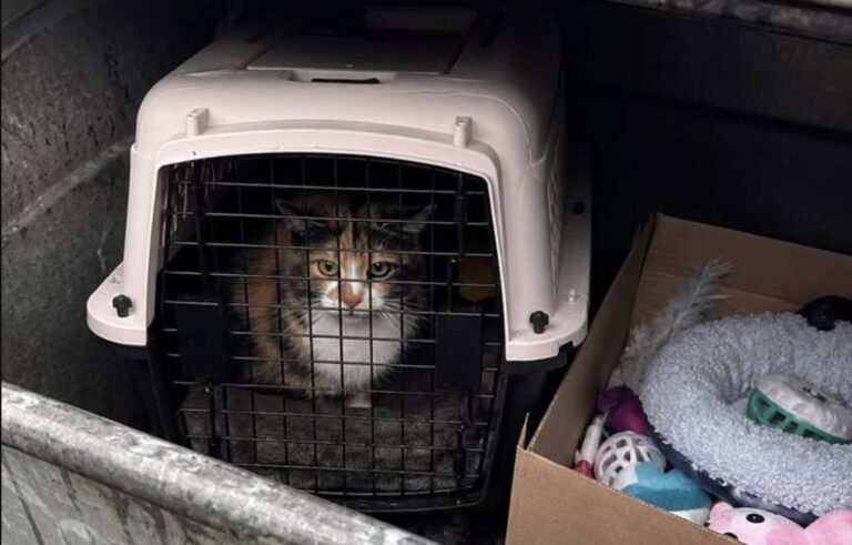 La gatta Mosaïque è stata trovata viva in discarica dopo quarantotto ore dentro un trasportino lasciato tra rifiuti e pioggia.