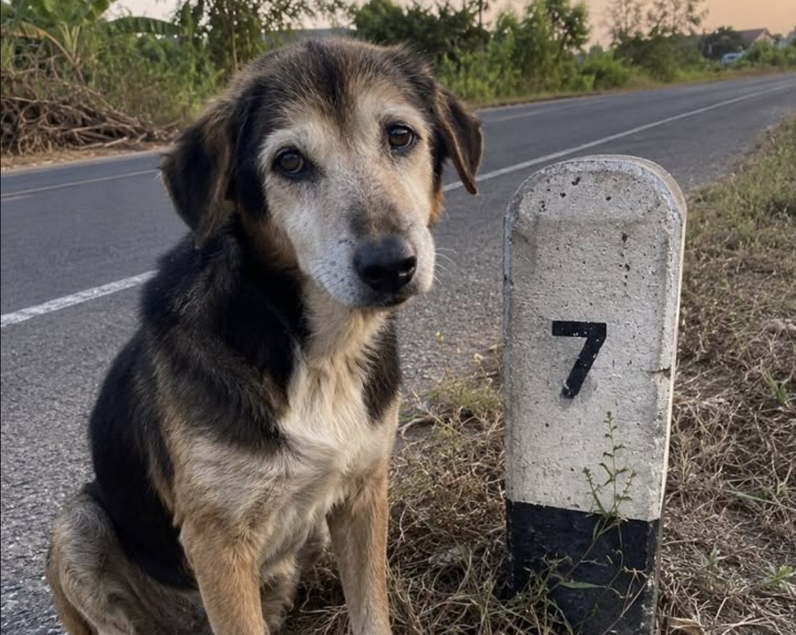 Una postina ha trovato Praline ferma accanto a un cippo chilometrico, dopo aver corso dietro all’auto che l’aveva lasciata lì.