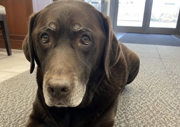 Ourson, labrador di 11 anni, era stato portato alla veglia per salutare Patrick. Una parente lo ha allontanato con forza.