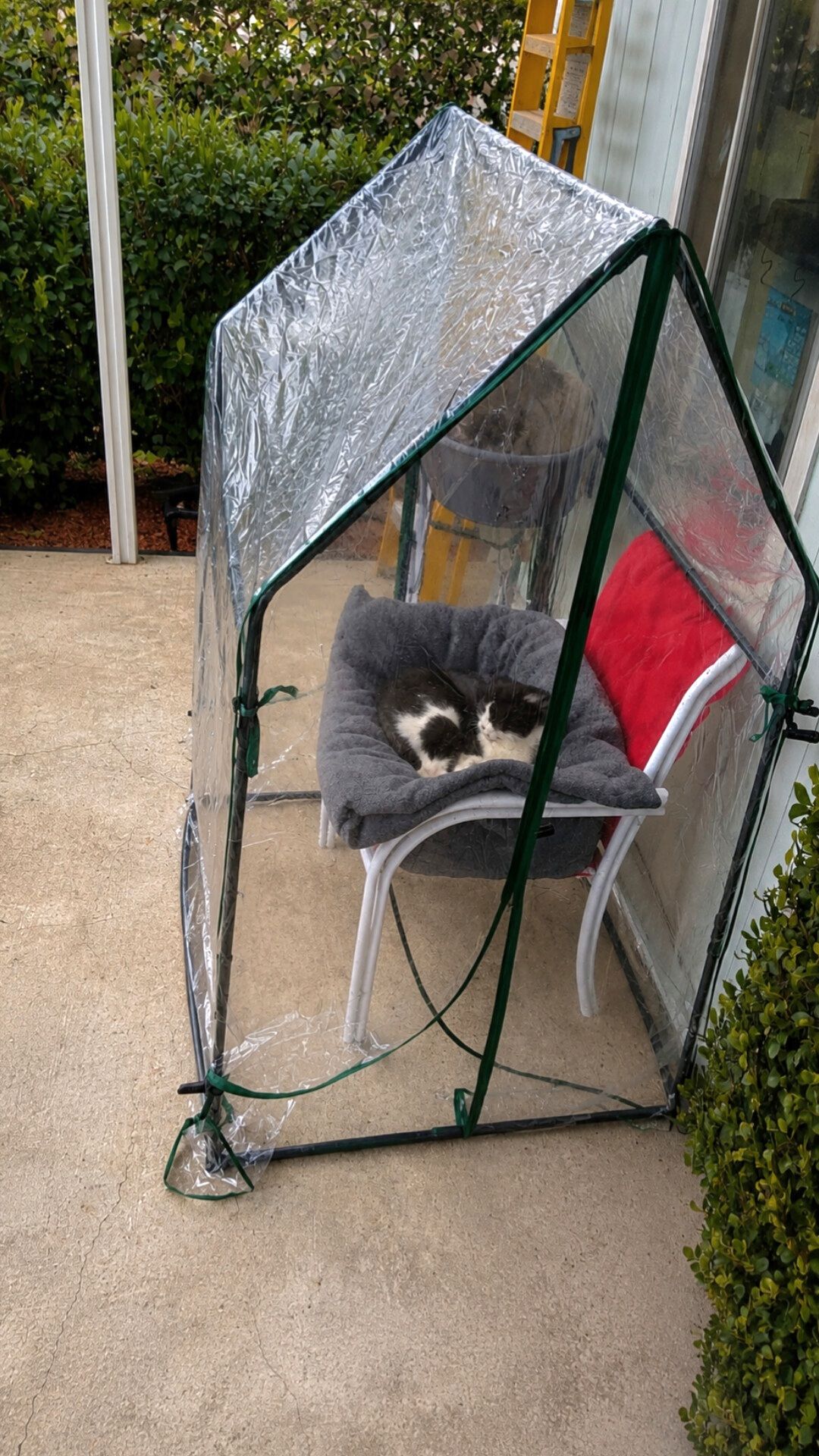 Un gatto randagio seguito da anni ha trovato riparo in una piccola serra termica preparata per proteggerlo dal freddo.