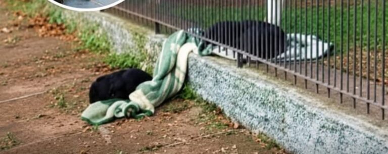 Lana, adottata dopo essere stata salvata in Brasile, ha trascinato la sua coperta fino alla recinzione per dividerla con un cane randagio.