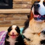 Marlie incontra il cucciolo identico a lei: la bovara del Bernese accoglie la sua mini versione