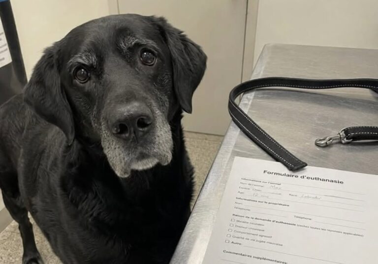 Il labrador Phare, 13 anni, era sano. La veterinaria ha negato l’eutanasia richiesta per un trasloco e lo ha salvato.